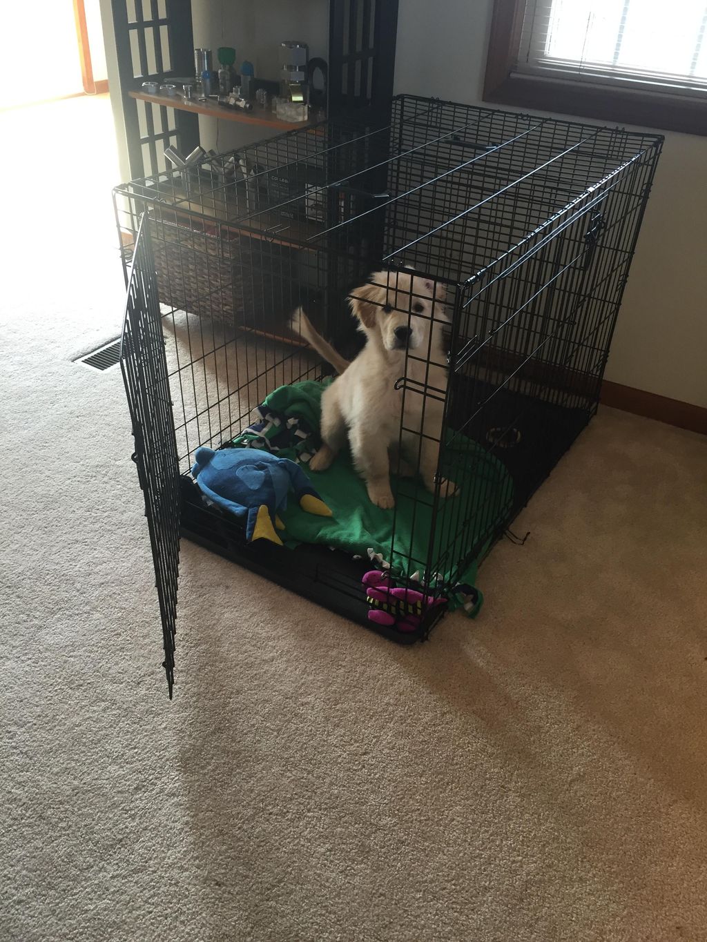 Bailey loves her crate!