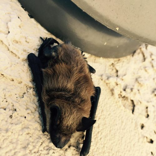 Bats are abundant in Orange County..