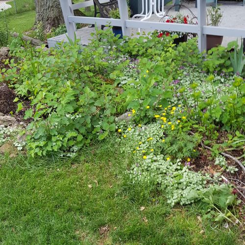 Flower bed out of control