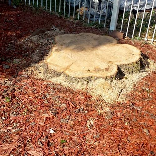 Minimal Footprint Service : After oak removal