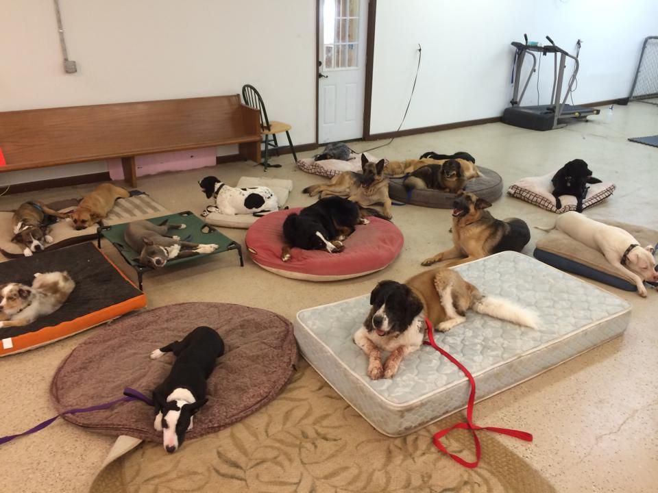 A majority of these dogs have dog/dog aggression i