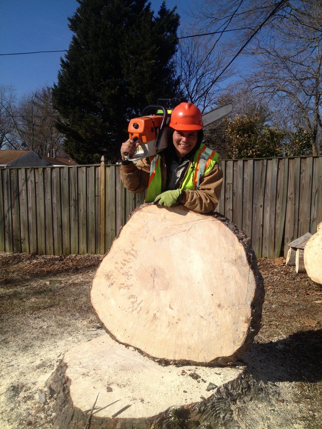 the was a big maple tree a bout 80 feet taller