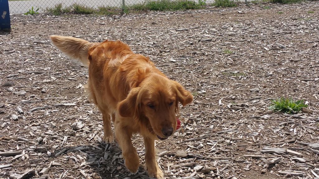 Gus having fun with retrieve off leash.