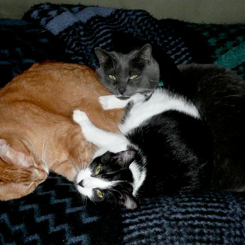These are the family cats - Oscar: orange, Missy: 