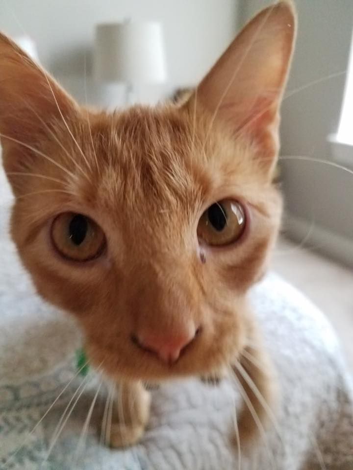 Cat Sitting Dallas, Cat Sitter Dallas, Pet Sitter 