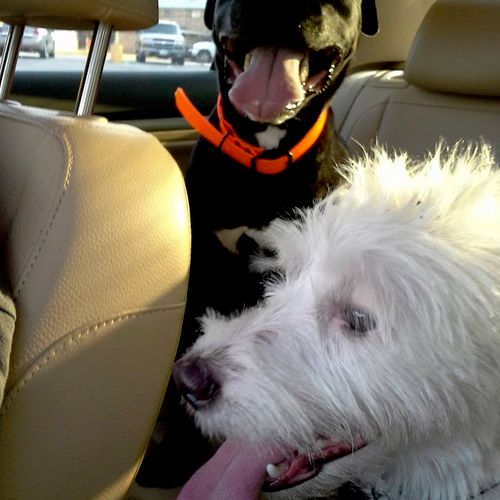 Taking Dozer and June to the dog park.