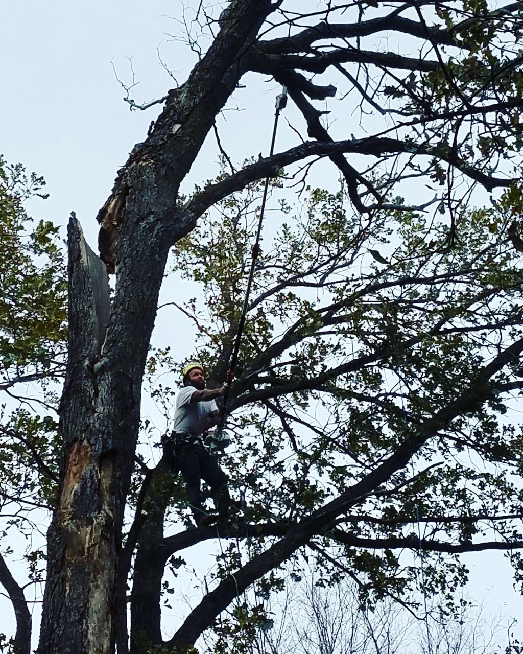 This long-dead tree finally snapped and is hanging