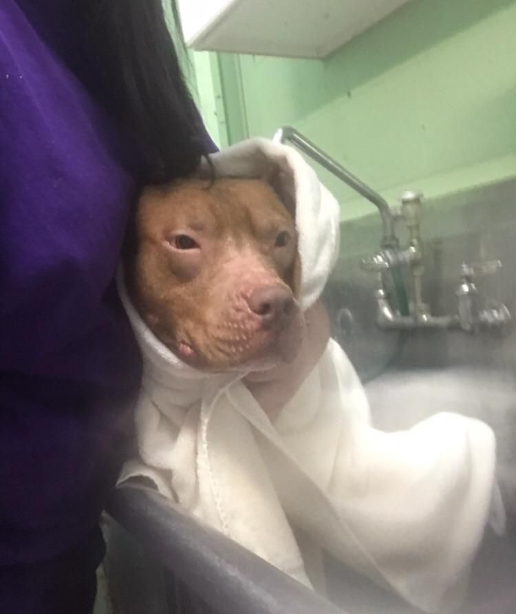 available pit bull mix, Neo, after his first day a