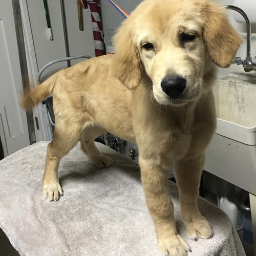 Golden Retriver puppy just been groomed