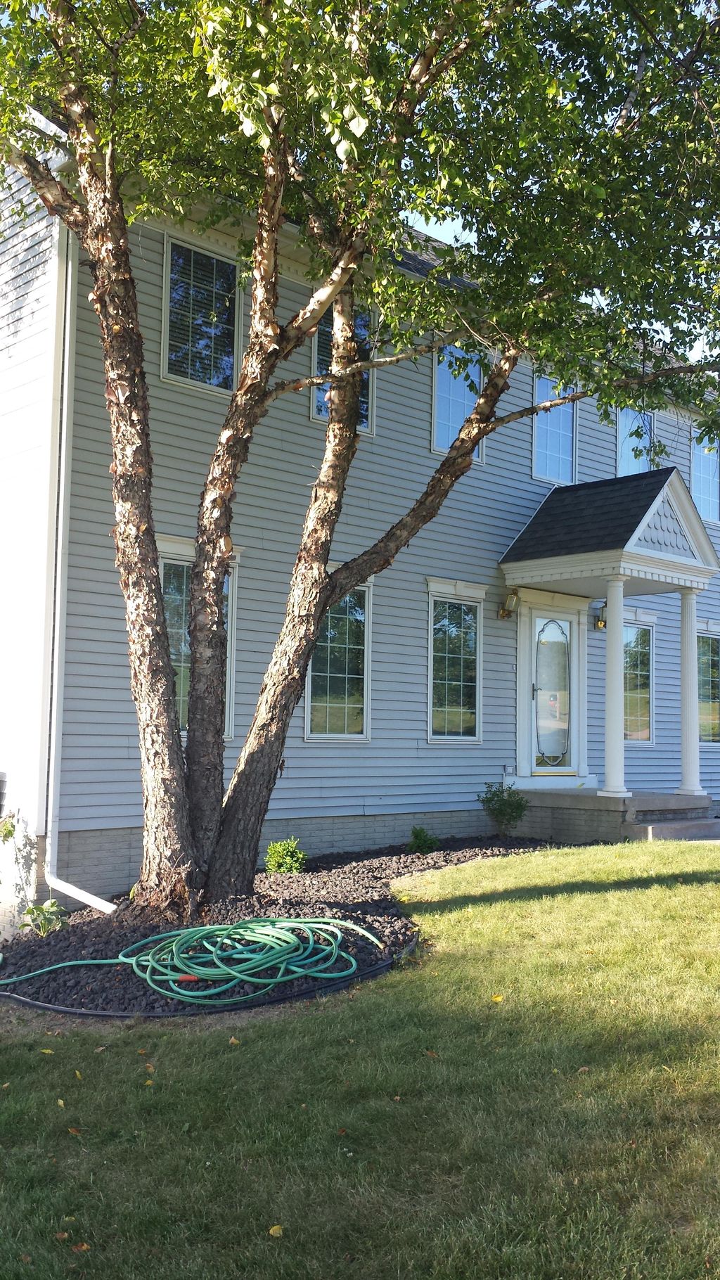 After trimming tree, new plants and fresh rock
