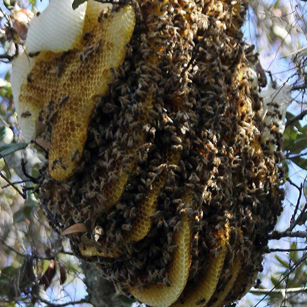 Bee movers.info