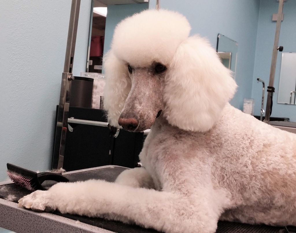 Elegant older Standard Poodle