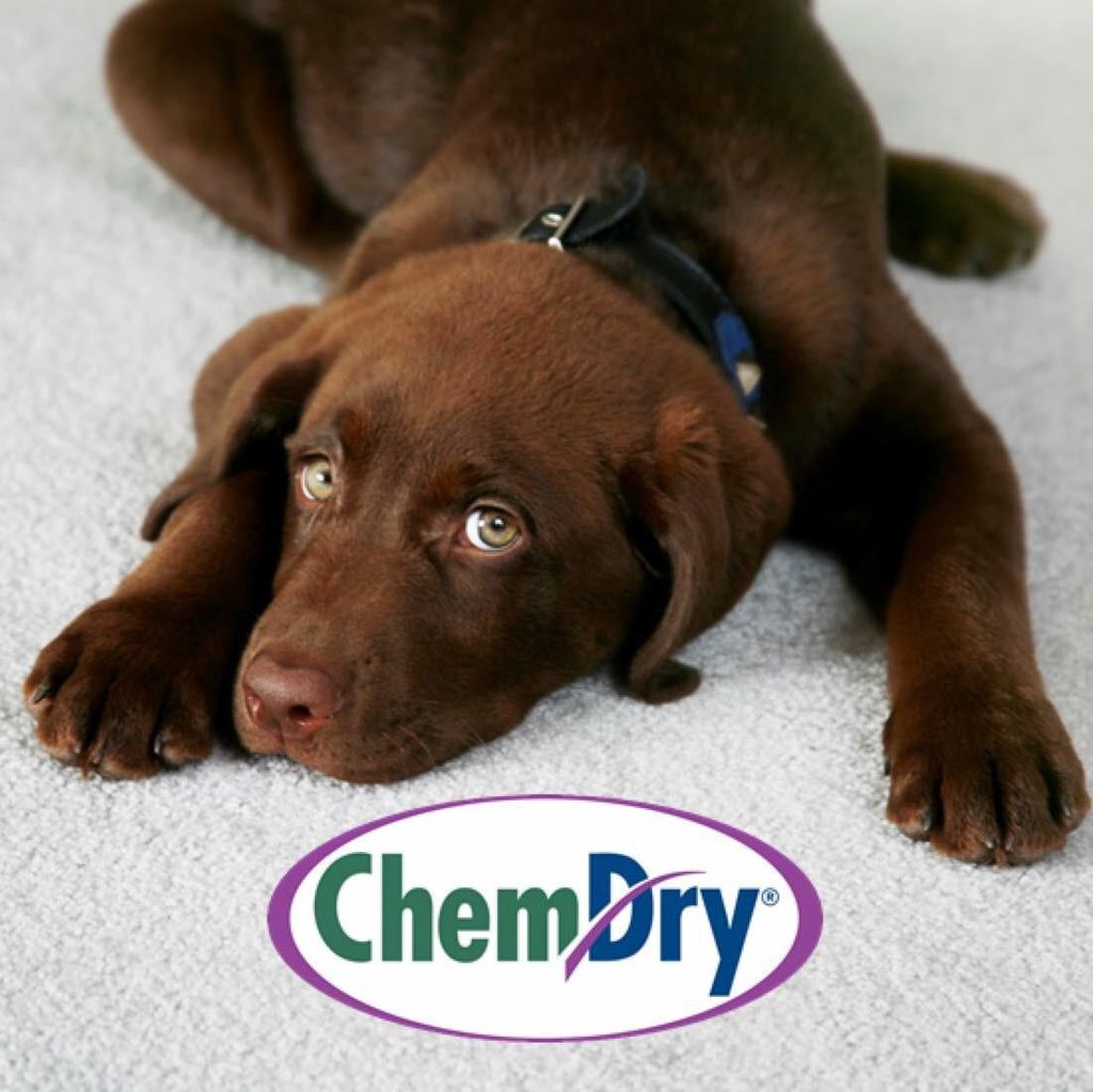 GMX Chem-Dry Carpet Cleaning