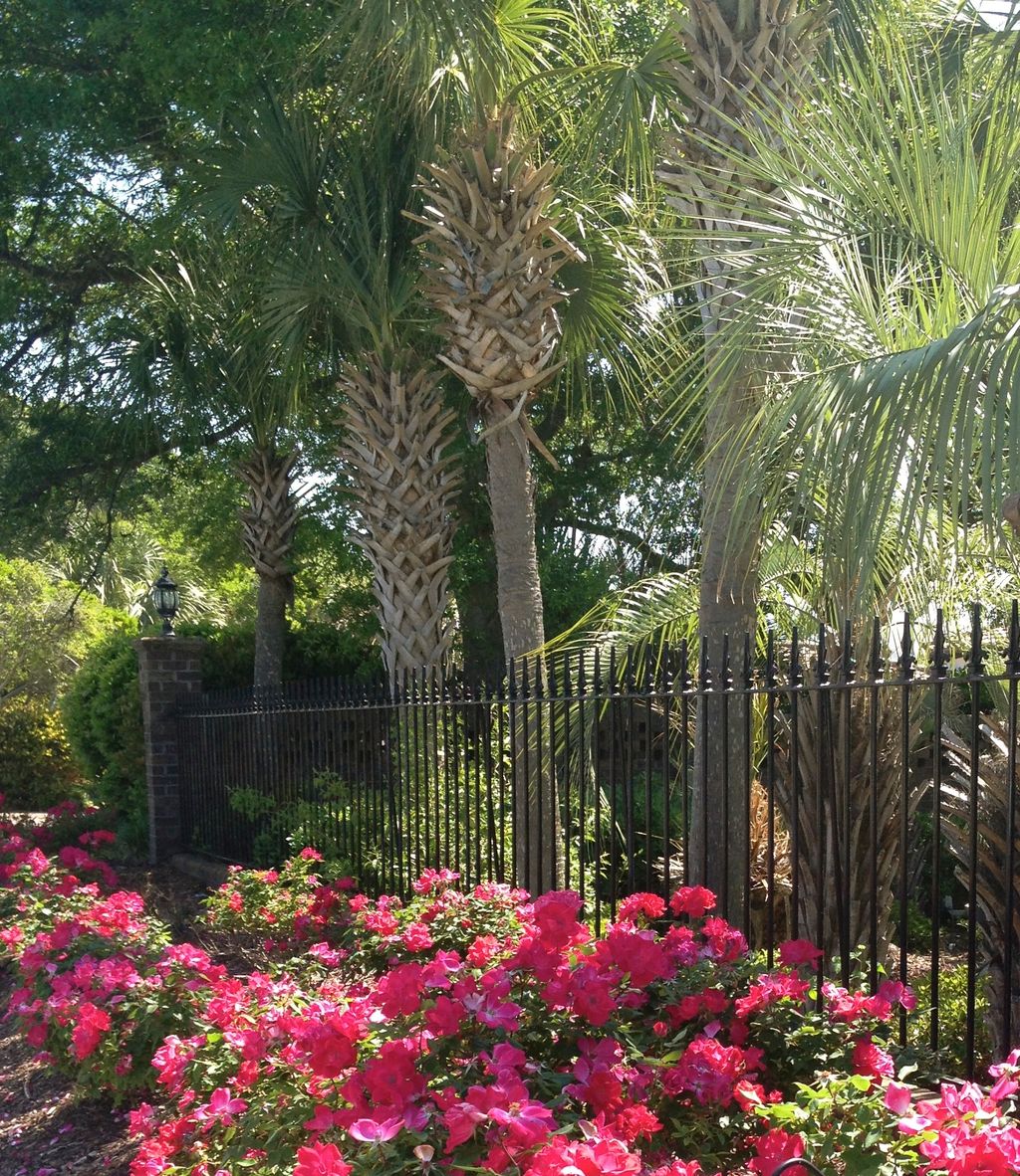 Shrubs, Palms, Flowers, we install and design