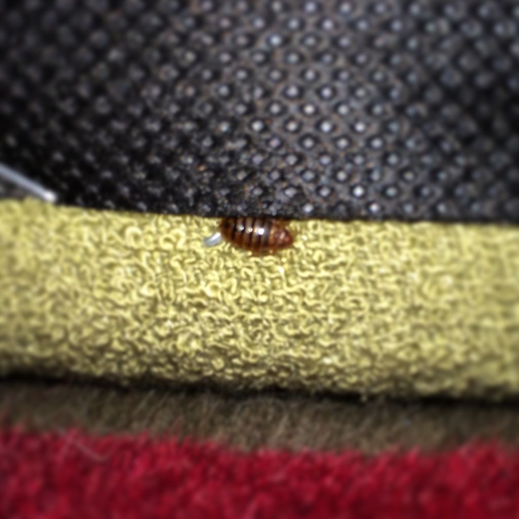 A recently fed adult budbug on the bottom of a cou