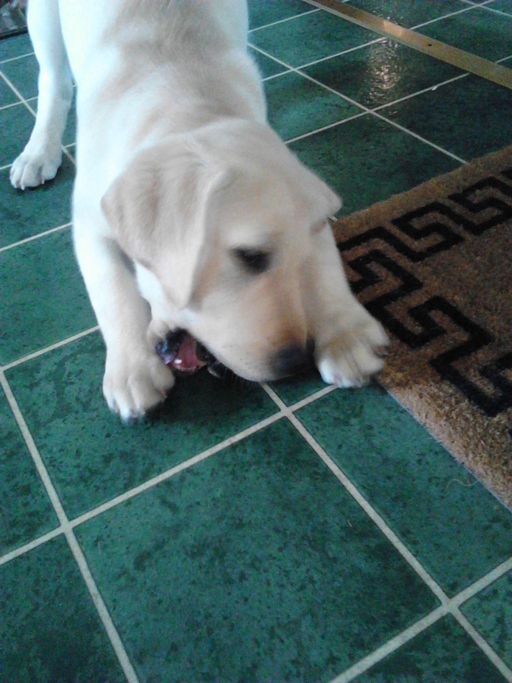 My puppy client 'Roy' having a blast with a toy du
