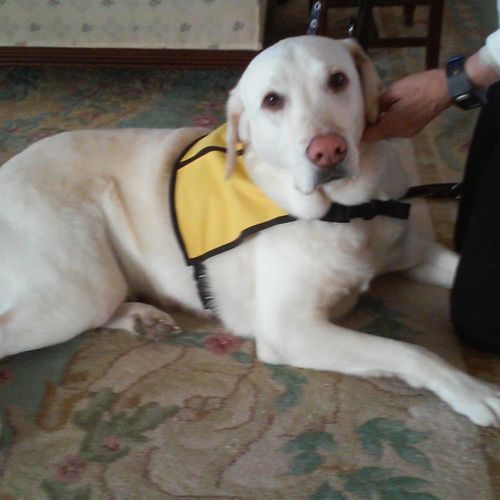 Duke after he received his therapy dog uniform