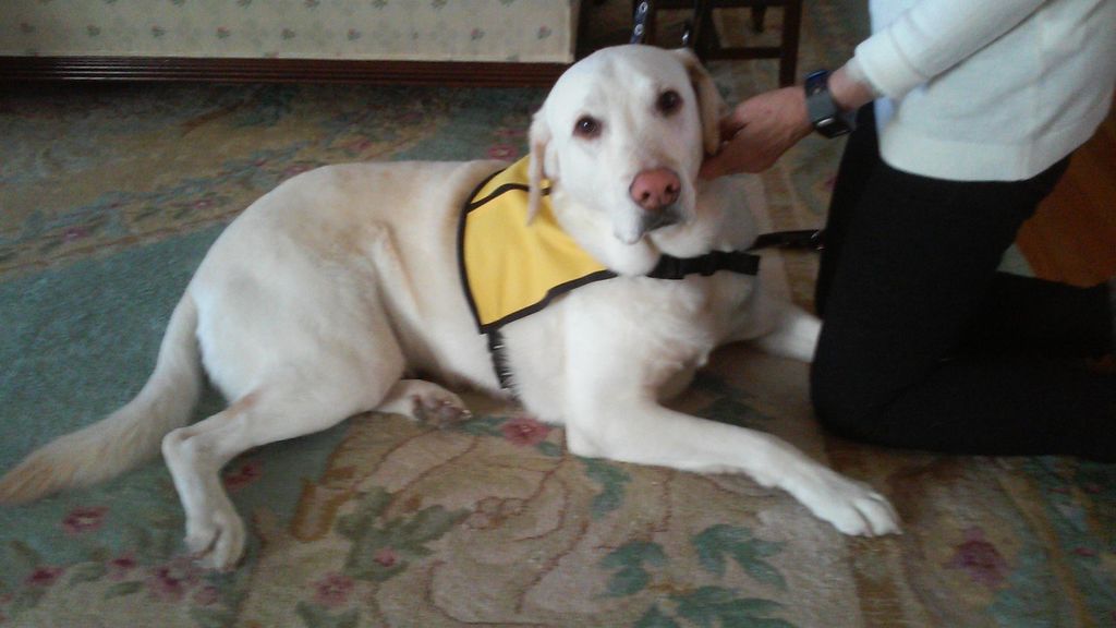 Duke after he received his therapy dog uniform