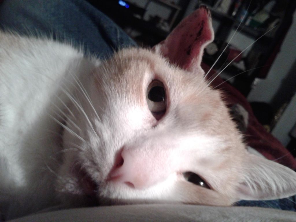 Archie