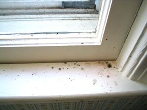 Mold around window sills may indicate elevated mol