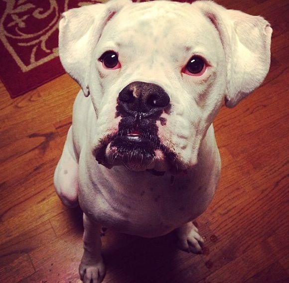 This is my baby back home. Miss him a lot!