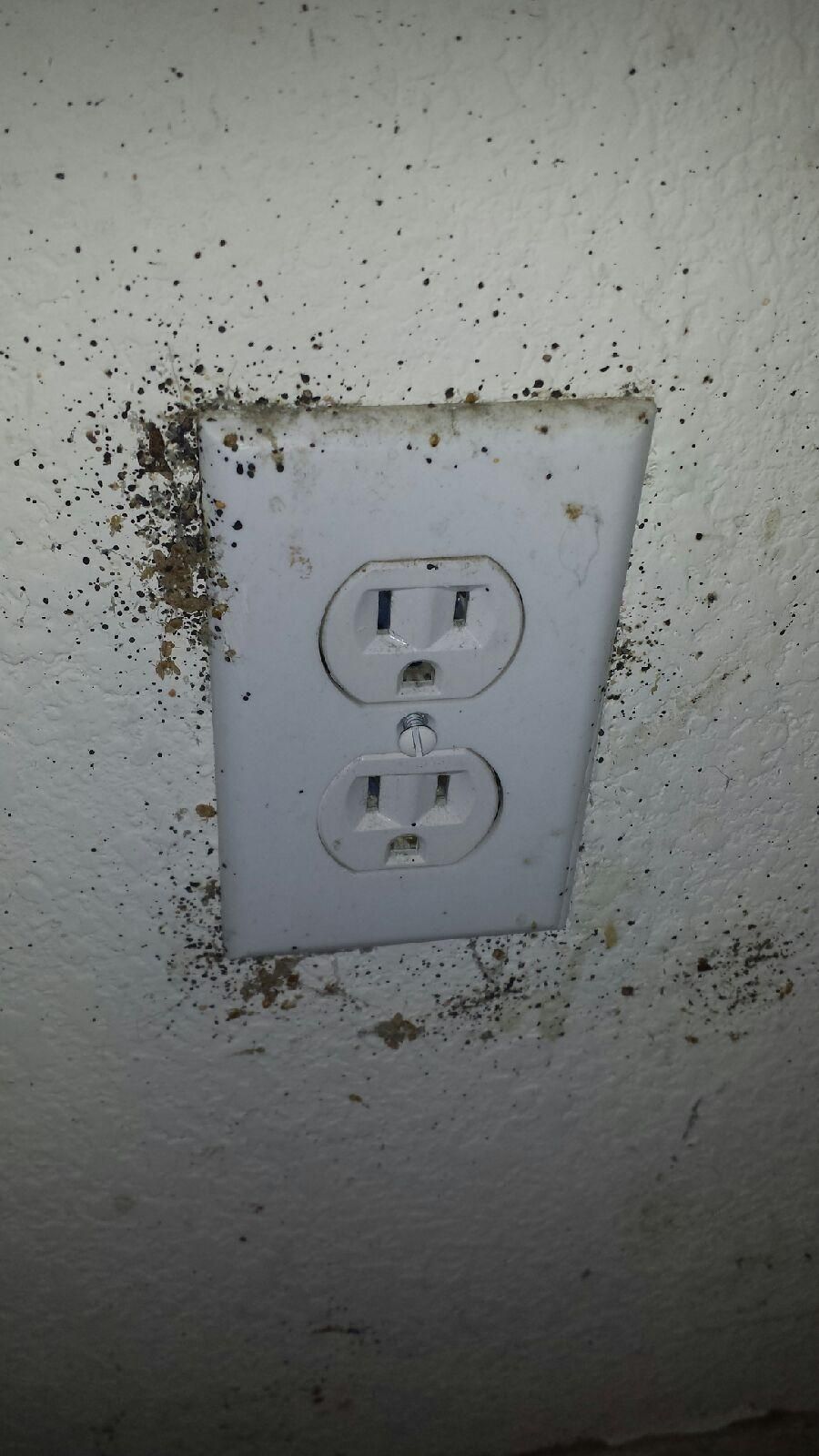 Bed Bugs can be hiding anywhere in the home. Even 