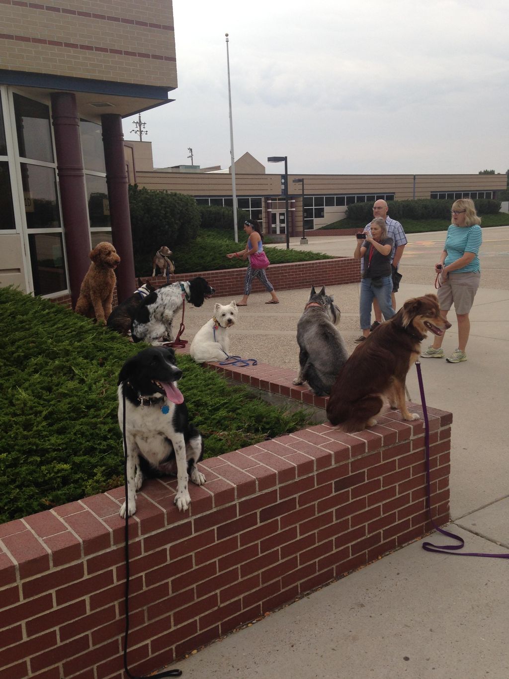 A group class working on place and stay around rea