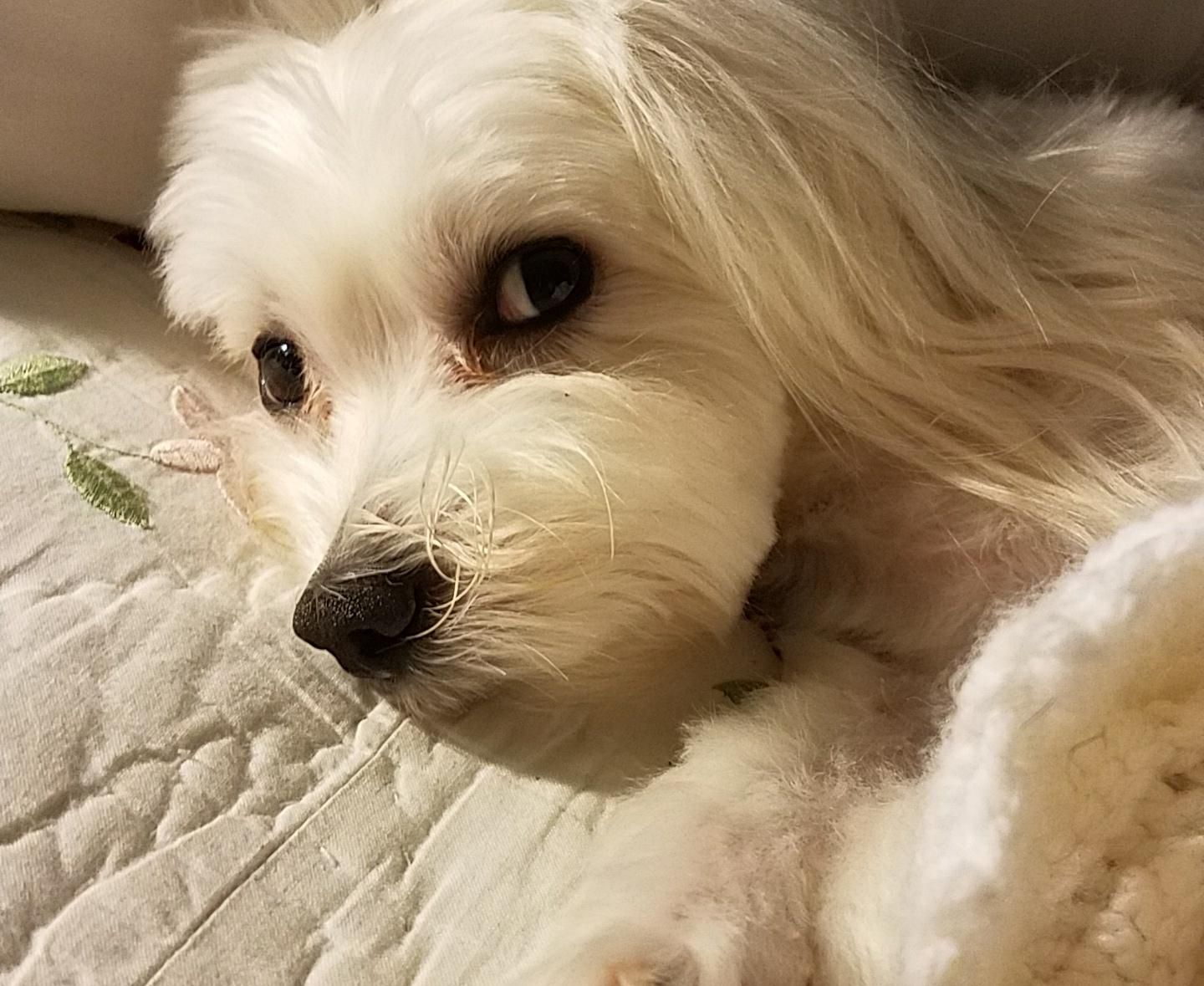 Posh Pet Sitting And Training Virginia Beach, VA