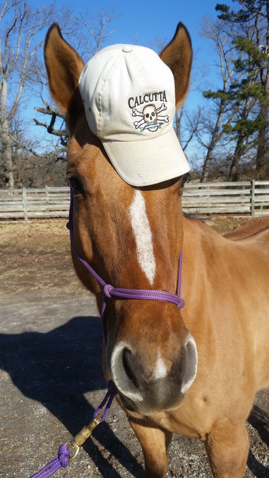 We wear many hats at Johnson Hoof Care :)