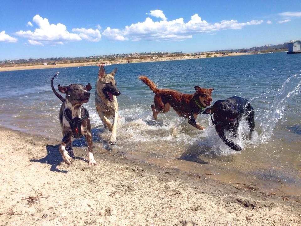 High Energy Dog Walking San Diego