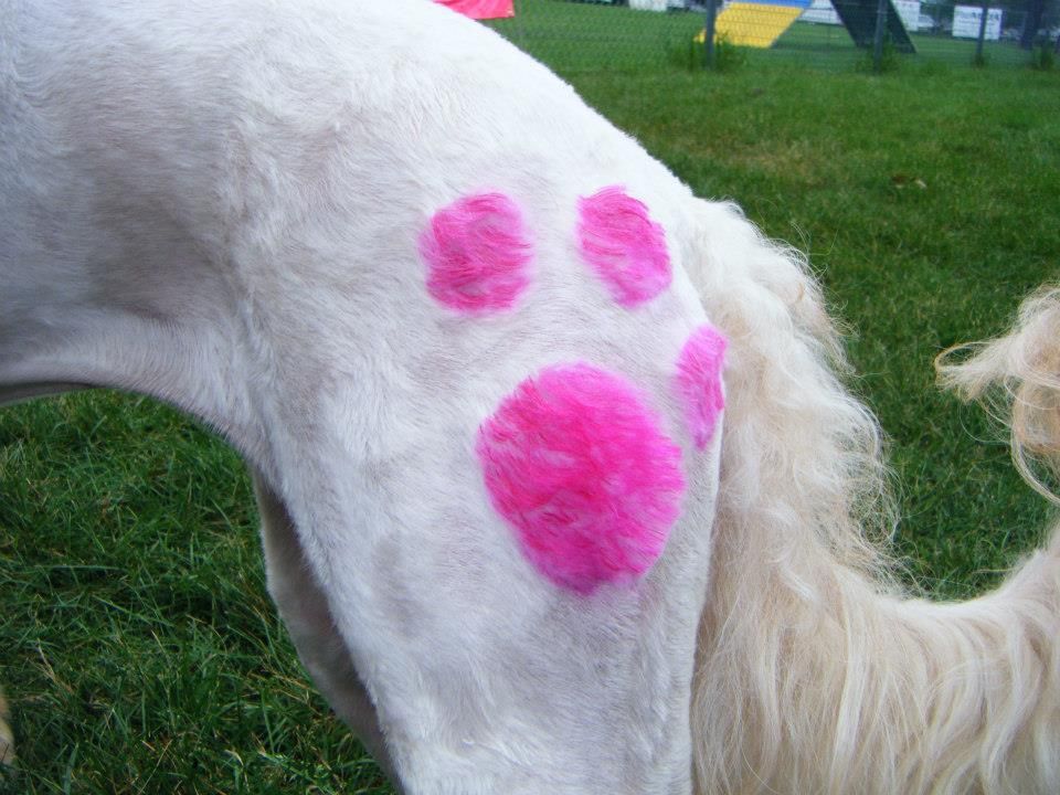 Design we did for the paws walk to benefit the NHS