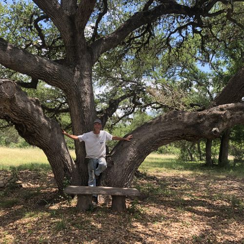 Pruned Huge Oak for Client Wedding