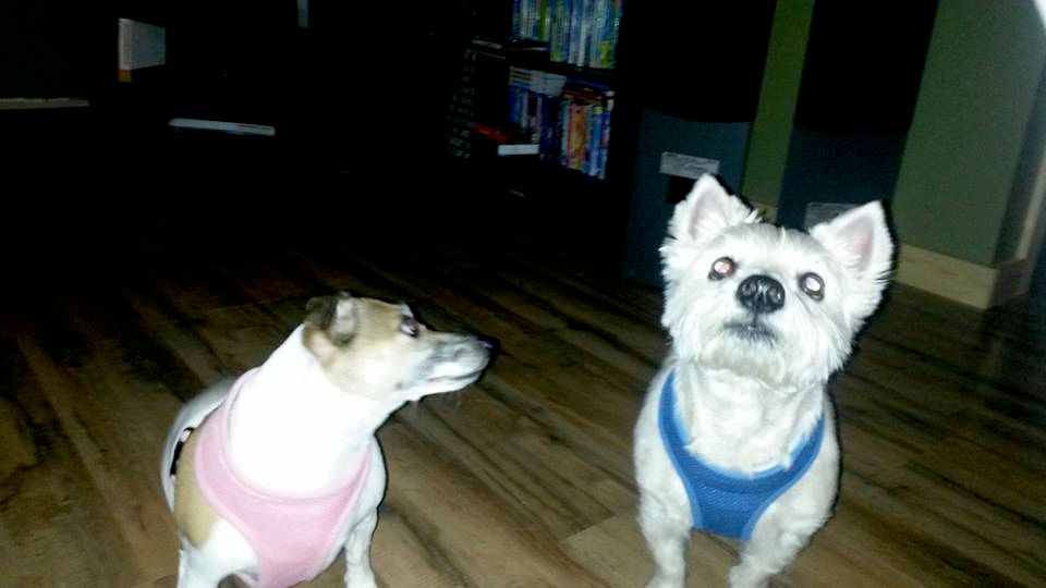 Abby and Eliot (Board and Trains)