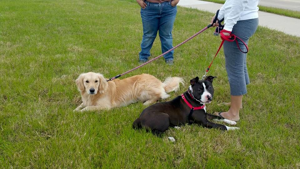 Golden Retriever and APBT Introduction. Success!
