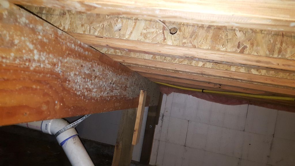 Crawlspace Mold 