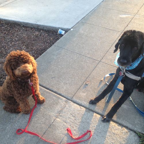 On the right, is my Portugese Water Dog Chandler, 