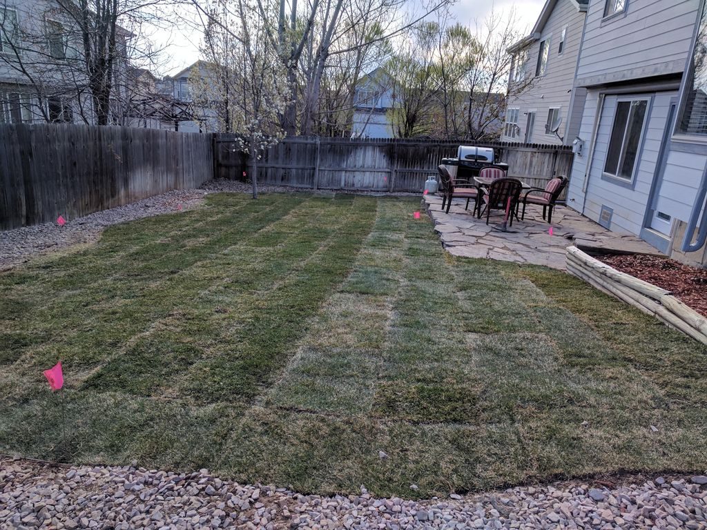 New sod and sprinkler install