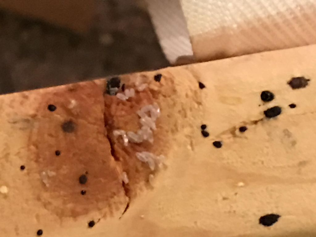 Bedbug eggs (whittish transparent eggs) on the und