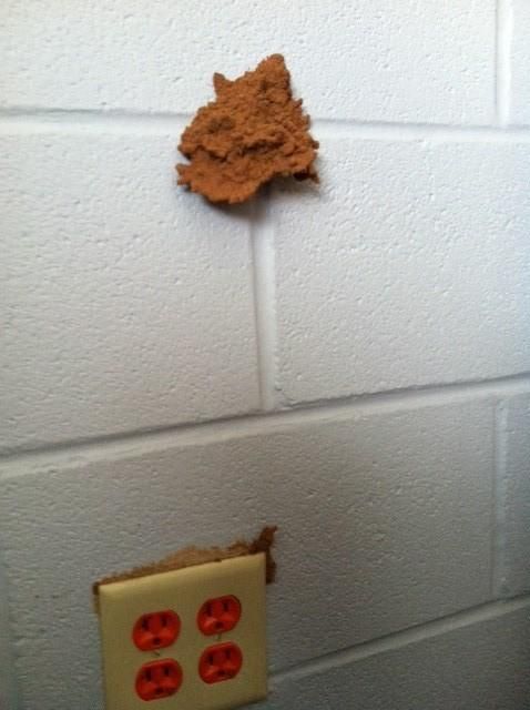 Termite mud tube coming out of cinder blocks