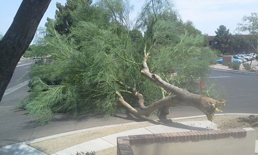 Putting that tree down