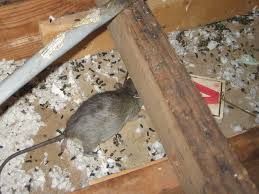 Dead rat in attic .