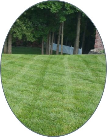 beautiful lines. Mowing is not just a job it's art