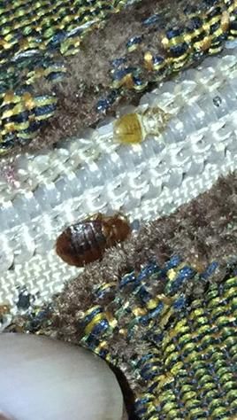 Bed Bugs on Mattress