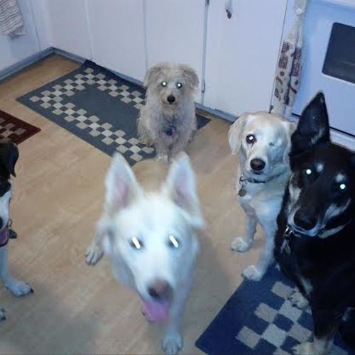 This is my crew of dogs with one rescue, named Ben