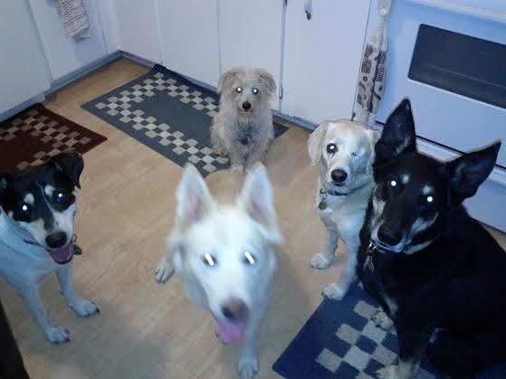 This is my crew of dogs with one rescue, named Ben