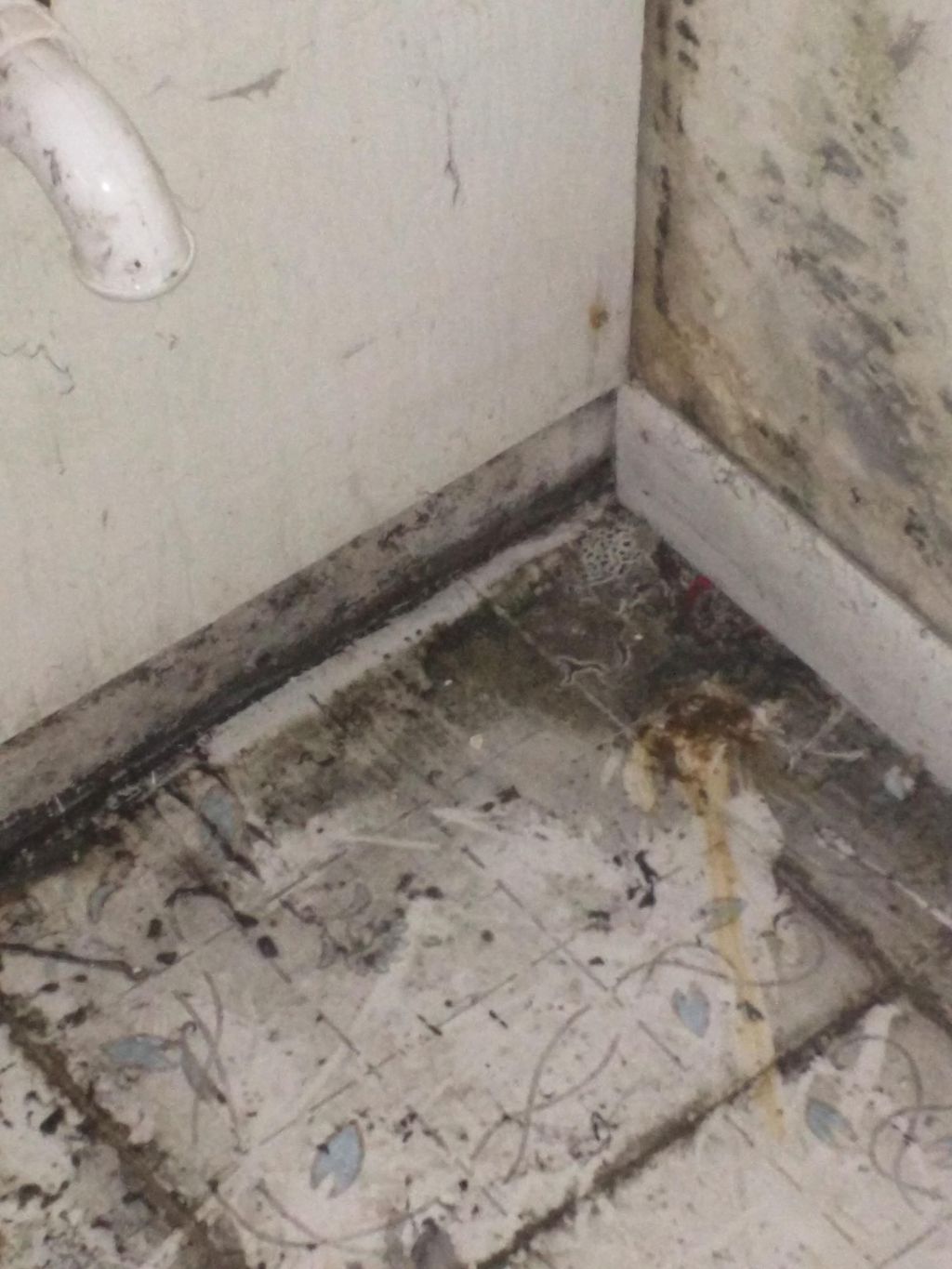 Mold Remediation before photo