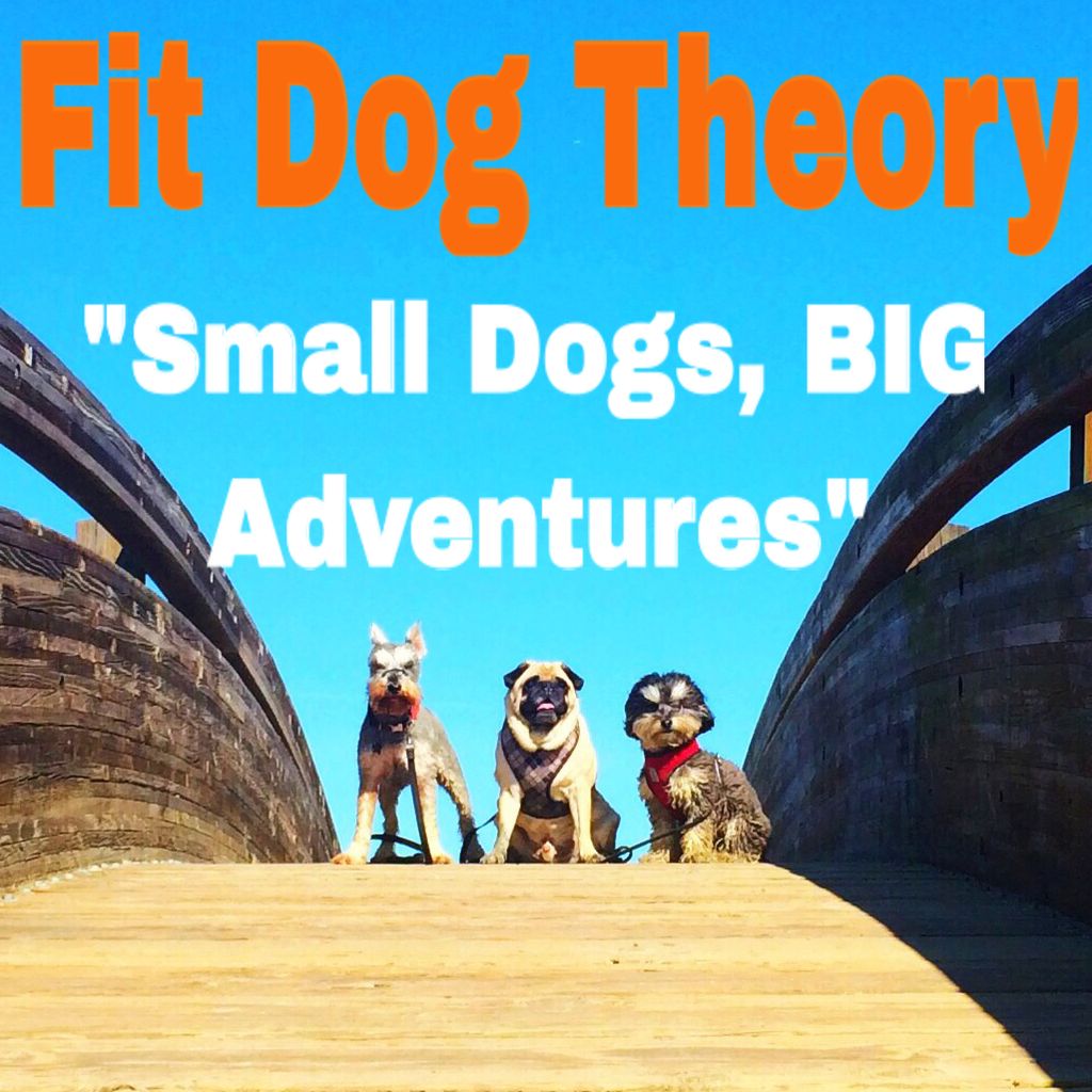 Fit Dog Theory
