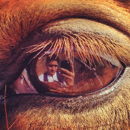 Horse selfie