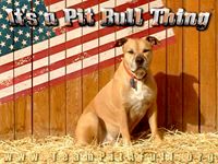 Team Pit-a-Full Dog Training and Rehabilitation