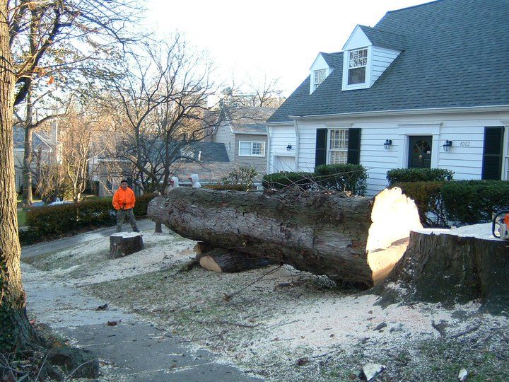 Chevy Chase Maple